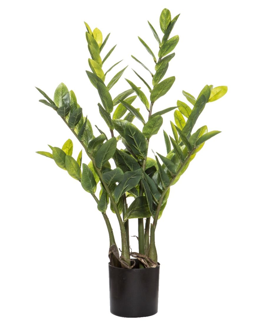 Zanzibar Gem | Indoor Plants | 70cm | The Pot Project